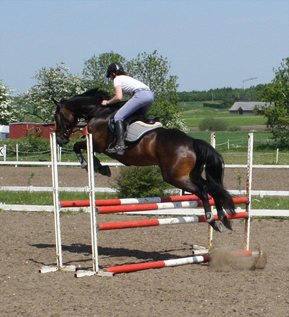 Dansk Varmblod CAPRIOLO (SOLGT TIL USA) billede 4