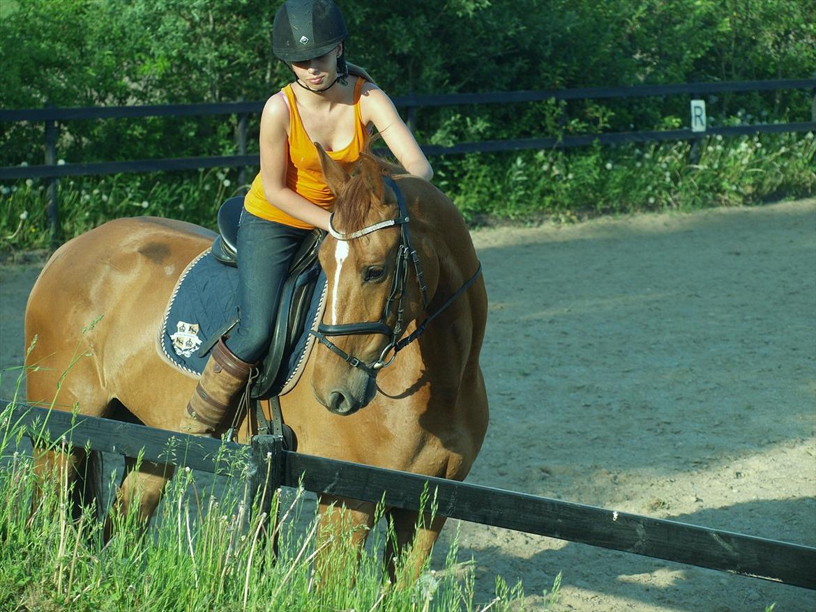 Dansk Varmblod Rolsted´s Cashot - A friend is someone who knows the song in your heart, and sings it back to you when you have forgotten the words <3 billede 11