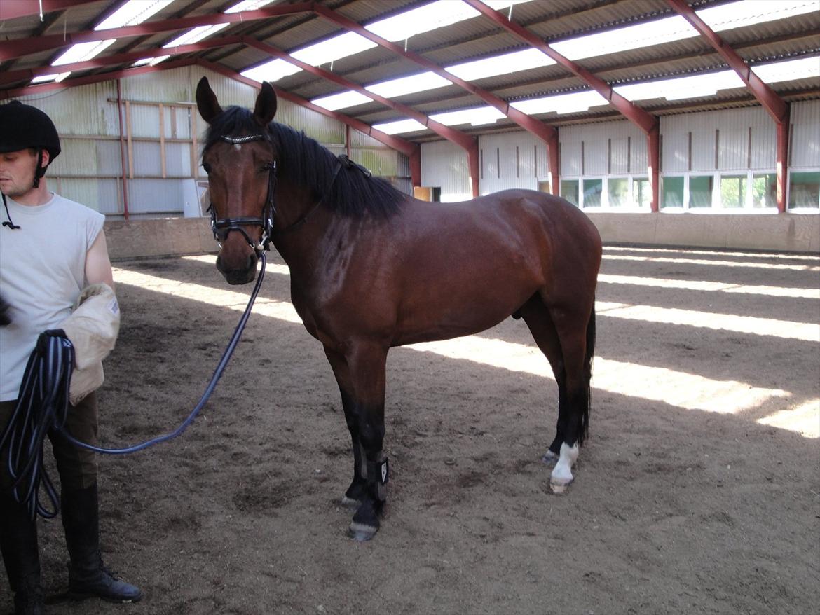 Anden særlig race TT (Tempo) billede 2