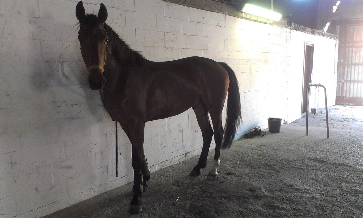 Anden særlig race TT (Tempo) billede 6