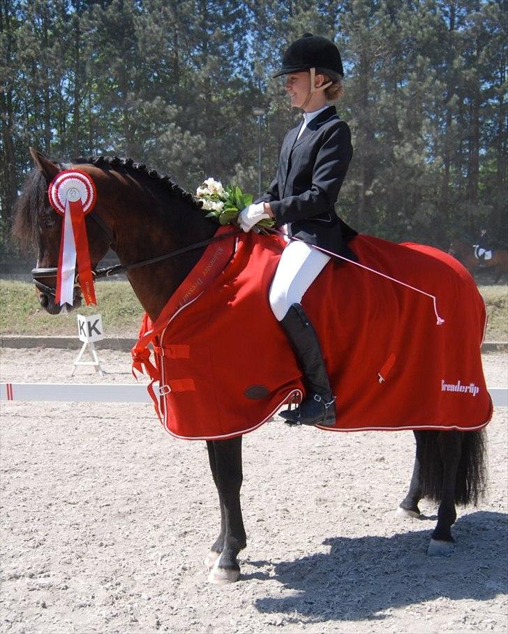 New Forest Sirius Hippios - Klubmester 2012 i dressur!(-: 
-taget af: Katrine Larsen billede 1