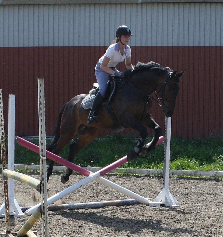 Dansk Varmblod CAPRIOLO (SOLGT TIL USA) billede 6