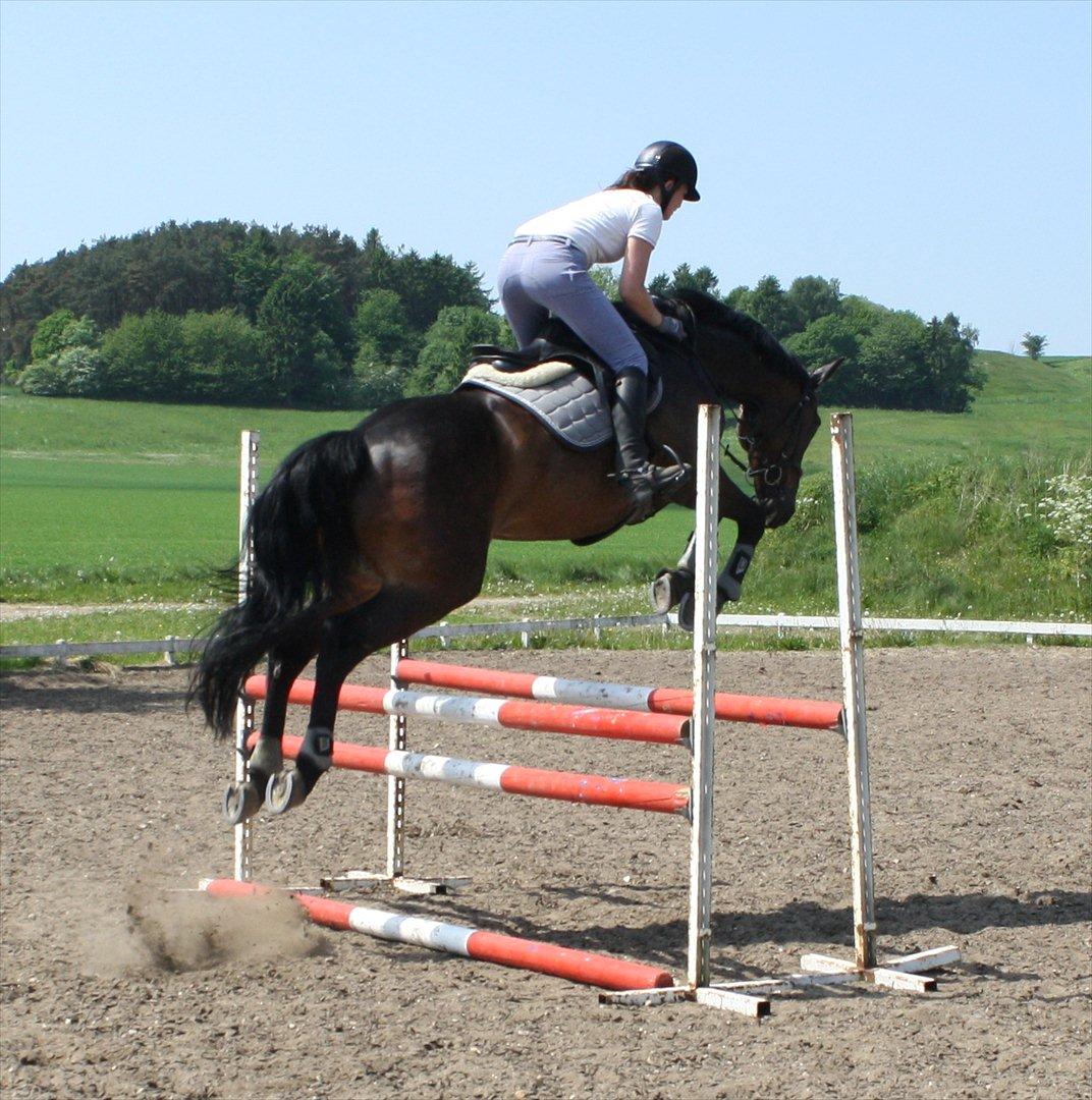 Dansk Varmblod CAPRIOLO (SOLGT TIL USA) billede 8