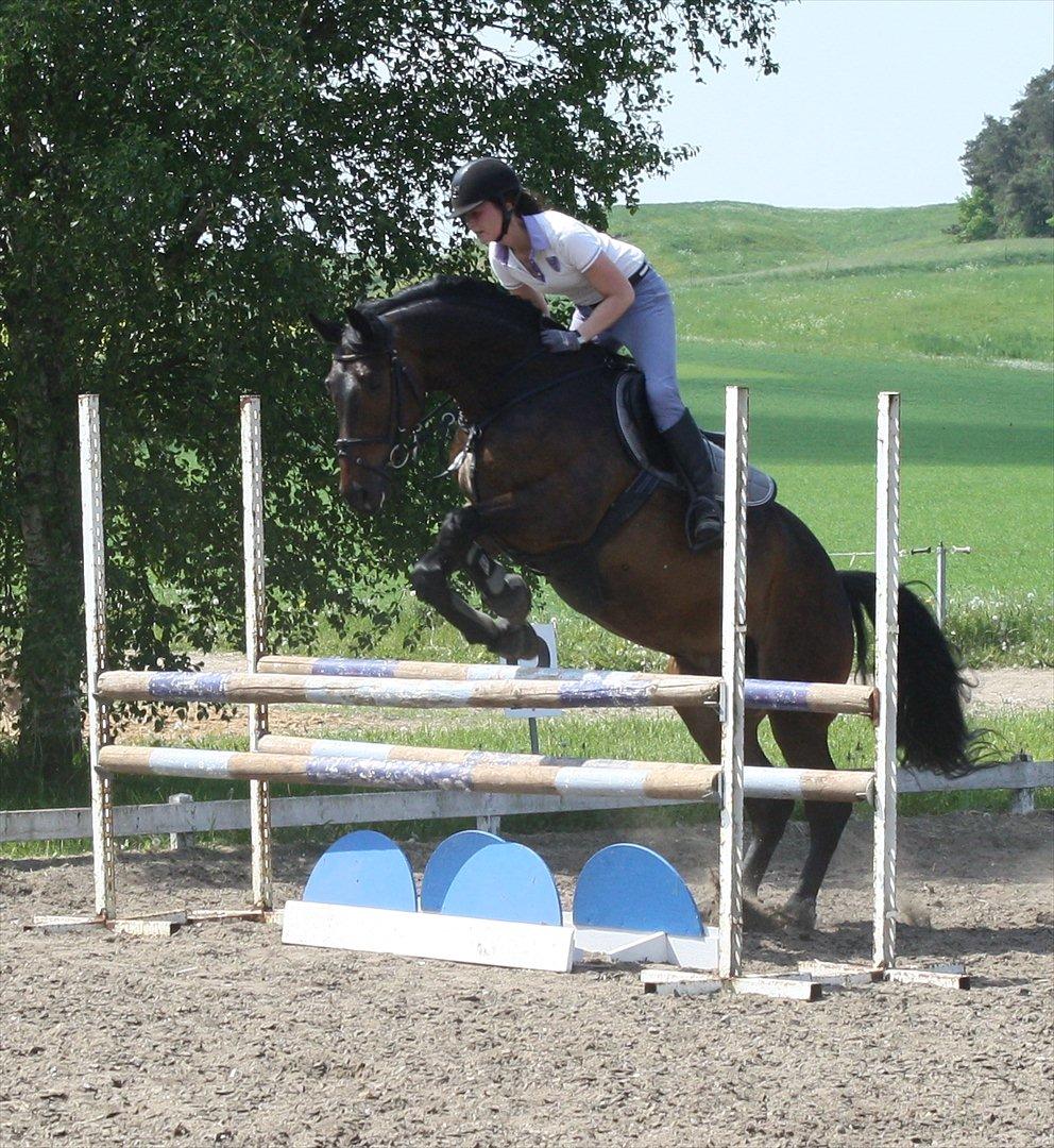 Dansk Varmblod CAPRIOLO (SOLGT TIL USA) billede 10