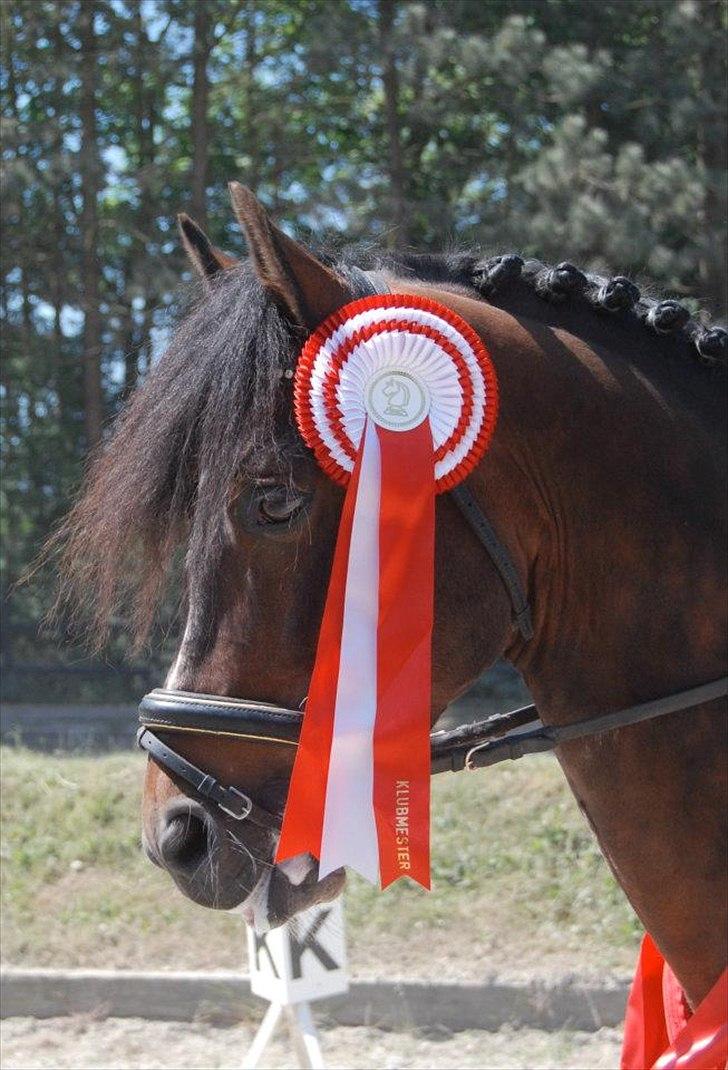 New Forest Sirius Hippios - Sirius klubmester 2012(-:
taget af: Katrine Larsen billede 3