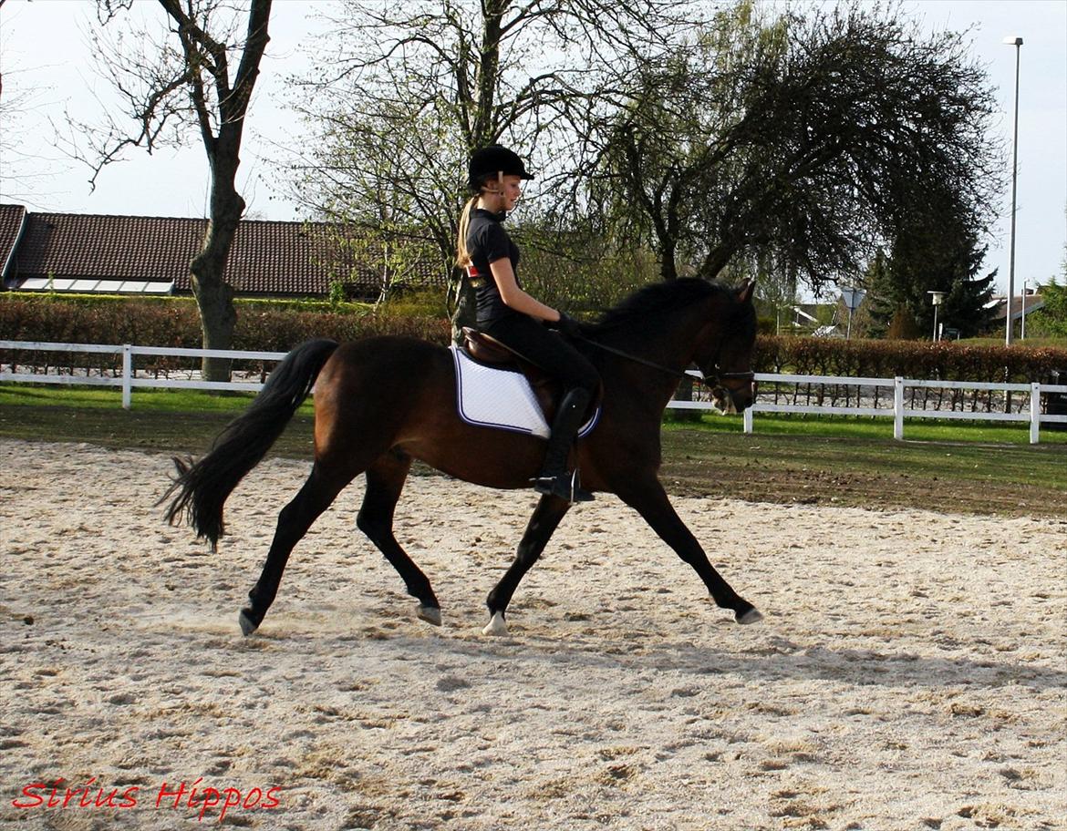 New Forest Sirius Hippios - øgning(-:  billede 4