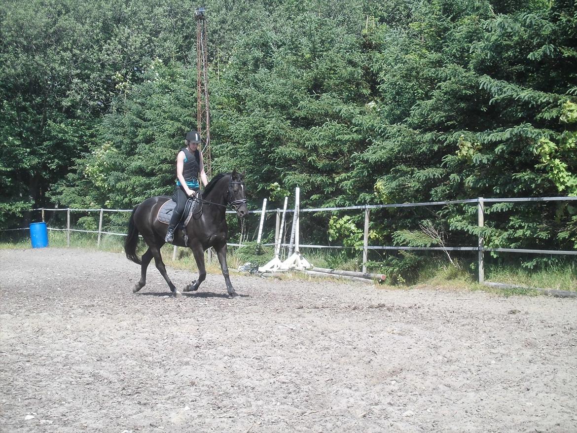 Dansk Varmblod Bakkebo´s Lucky Star billede 5