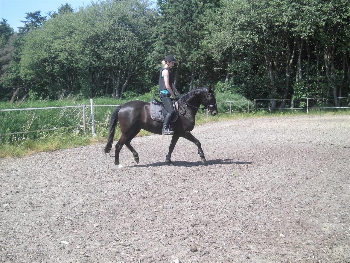 Dansk Varmblod Bakkebo´s Lucky Star billede 6