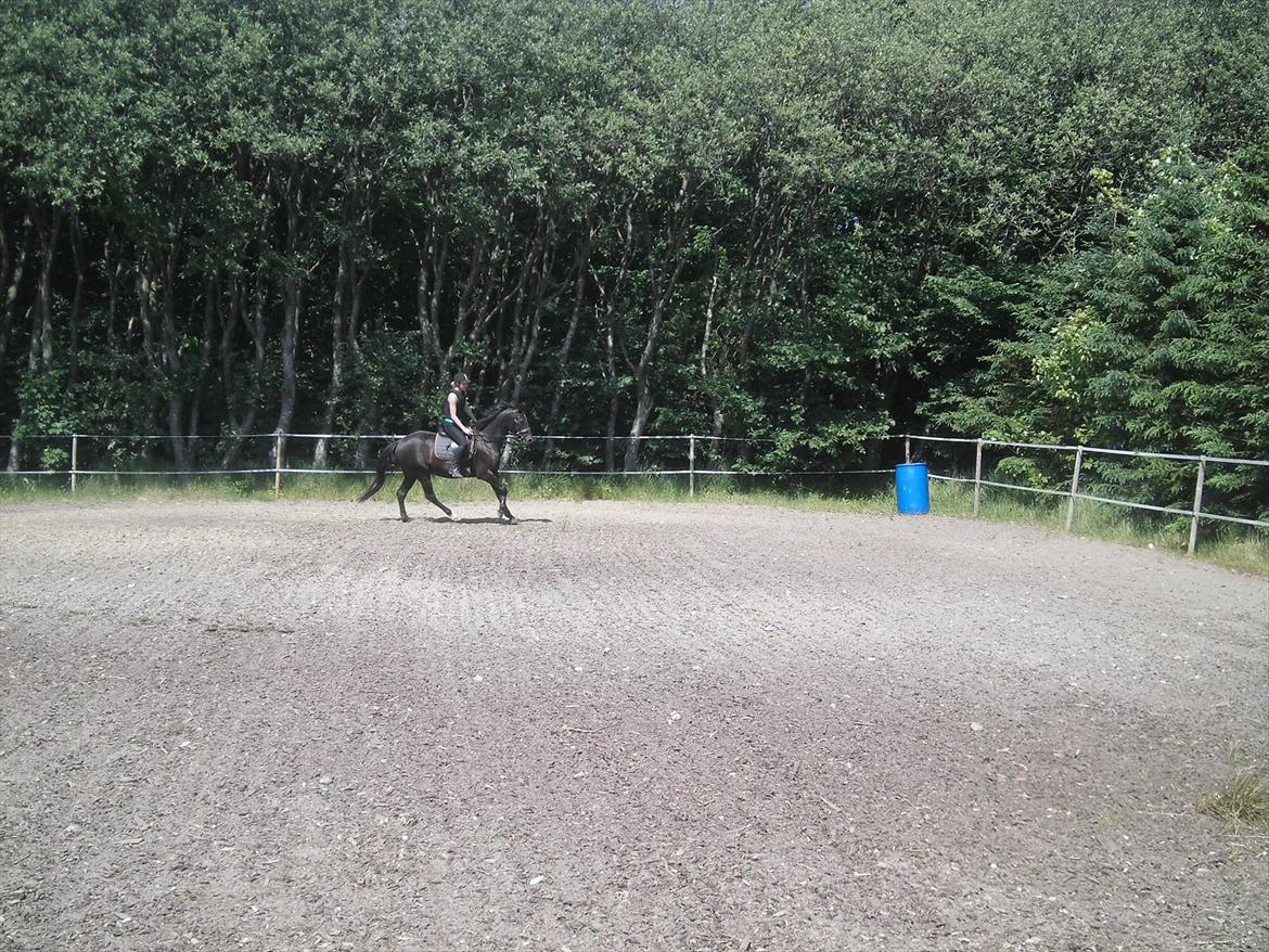 Dansk Varmblod Bakkebo´s Lucky Star billede 7