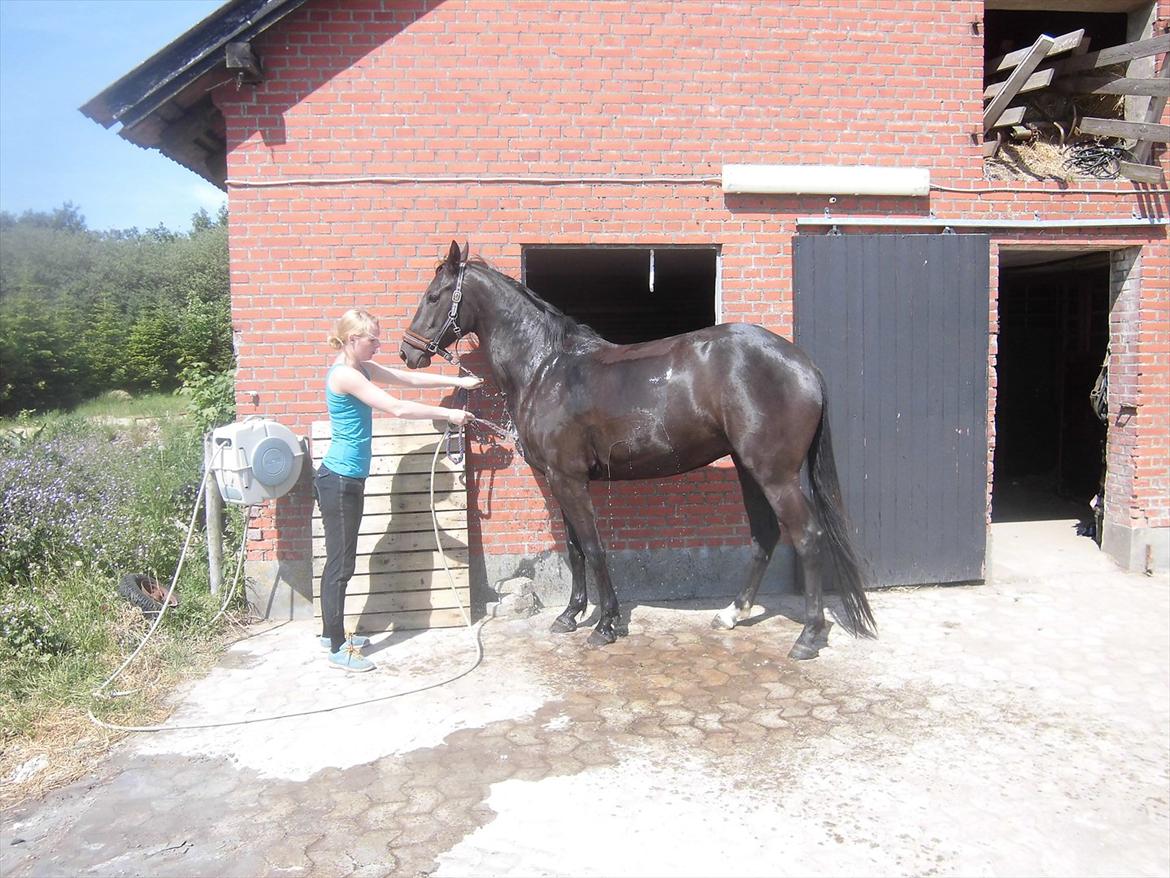 Dansk Varmblod Bakkebo´s Lucky Star billede 8