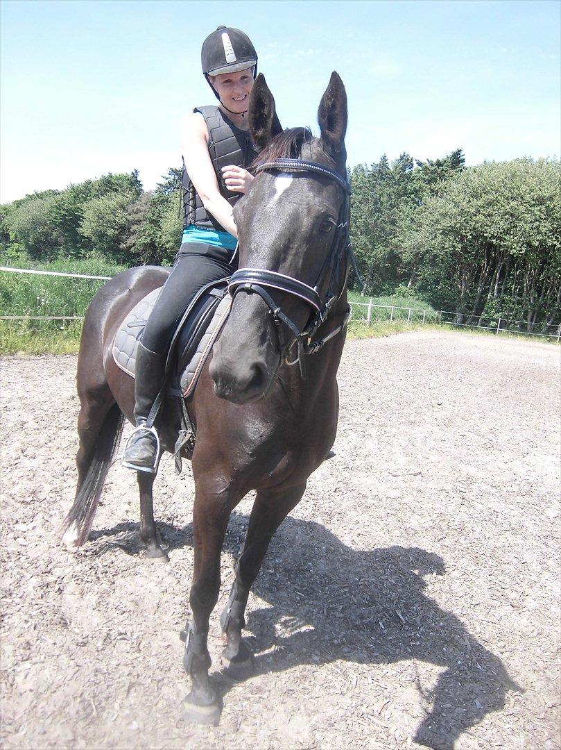 Dansk Varmblod Bakkebo´s Lucky Star billede 1