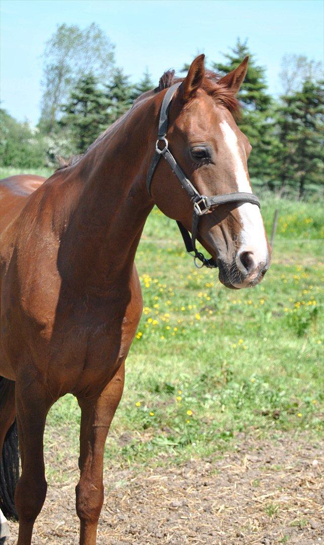 Hannoveraner Rawelt - Sommer 2012 billede 5