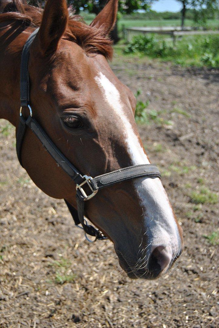 Hannoveraner Rawelt - Sommer 2012 billede 6