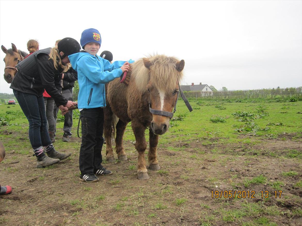 Shetlænder Tulle - Tulle og Mathias da vi var ude og prøve dem;D billede 5