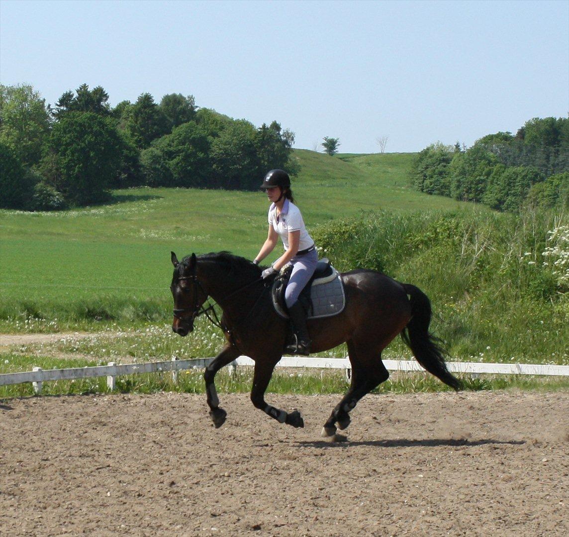 Dansk Varmblod CAPRIOLO (SOLGT TIL USA) billede 11