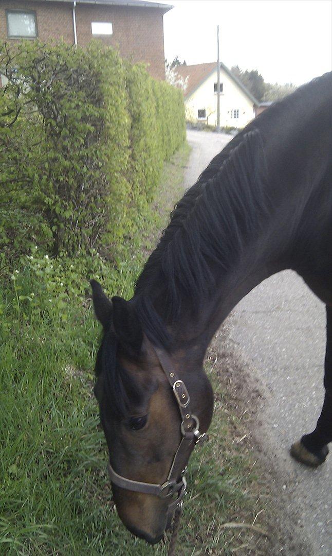 Dansk Varmblod CAPRIOLO (SOLGT TIL USA) billede 12