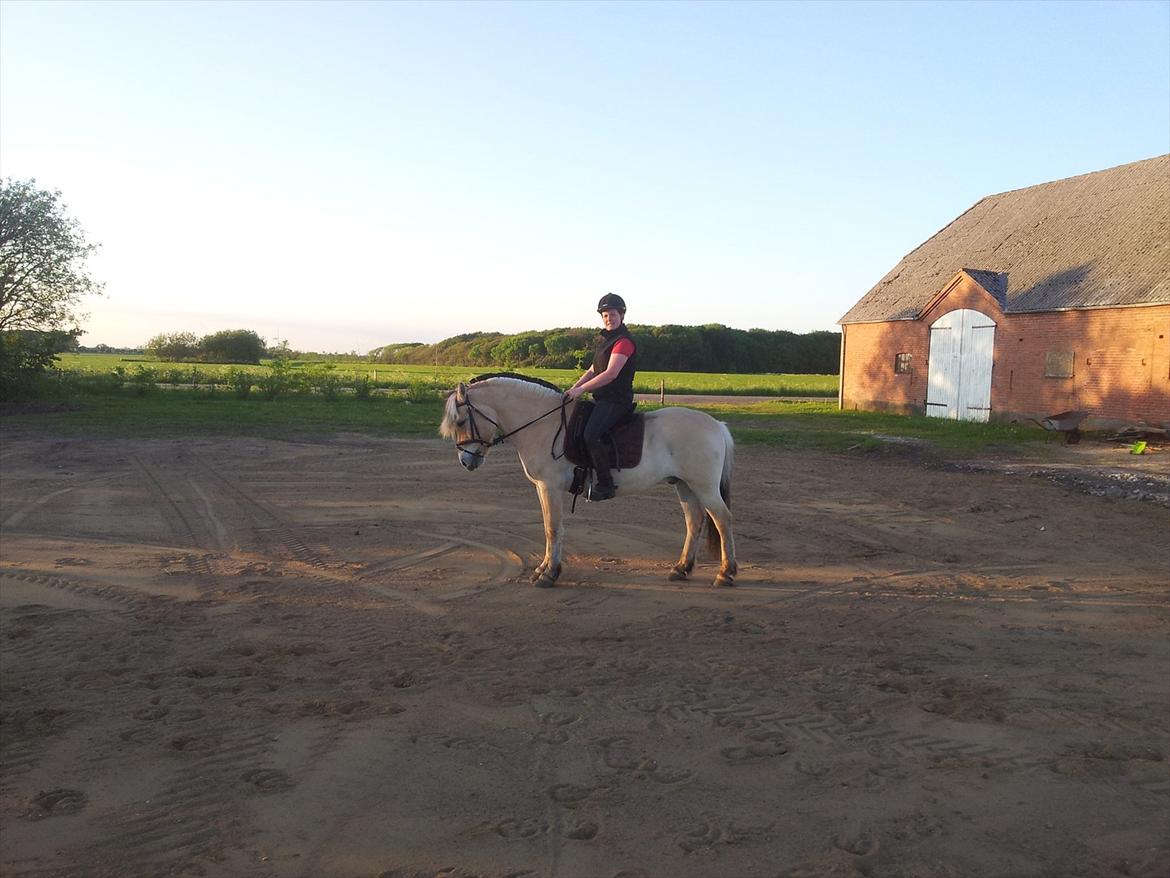 Fjordhest Trinity - sommeren 2012 <3 billede 12