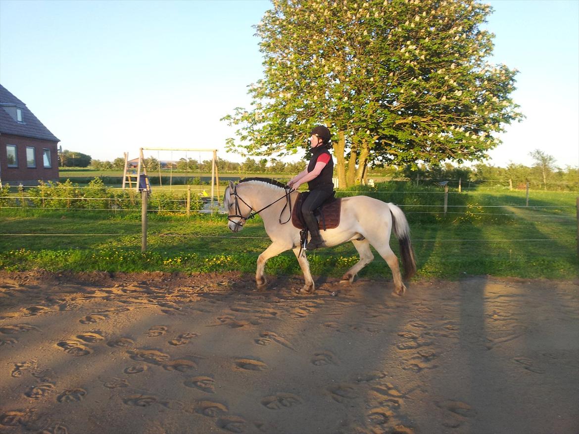 Fjordhest Trinity - sommeren 2012 <3 billede 13