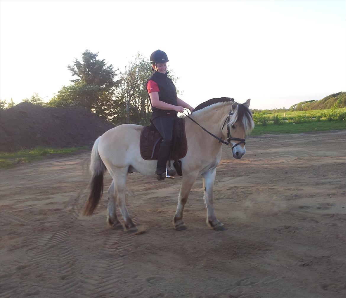 Fjordhest Trinity billede 1