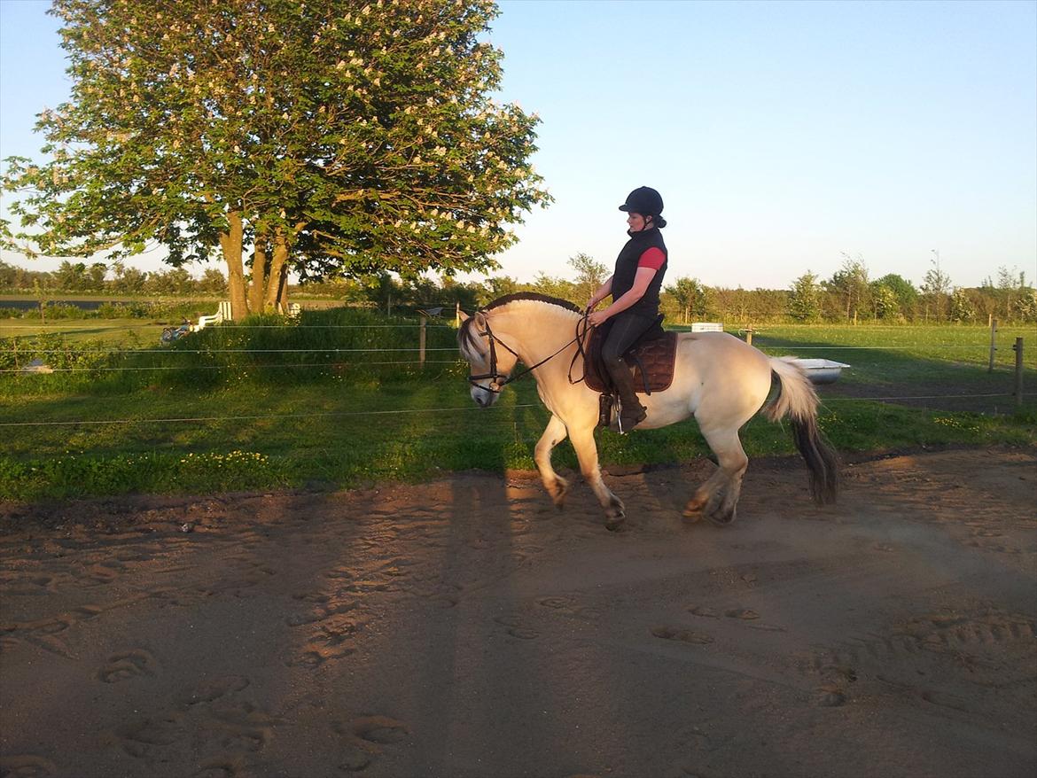 Fjordhest Trinity - sommeren 2012 <3 billede 14