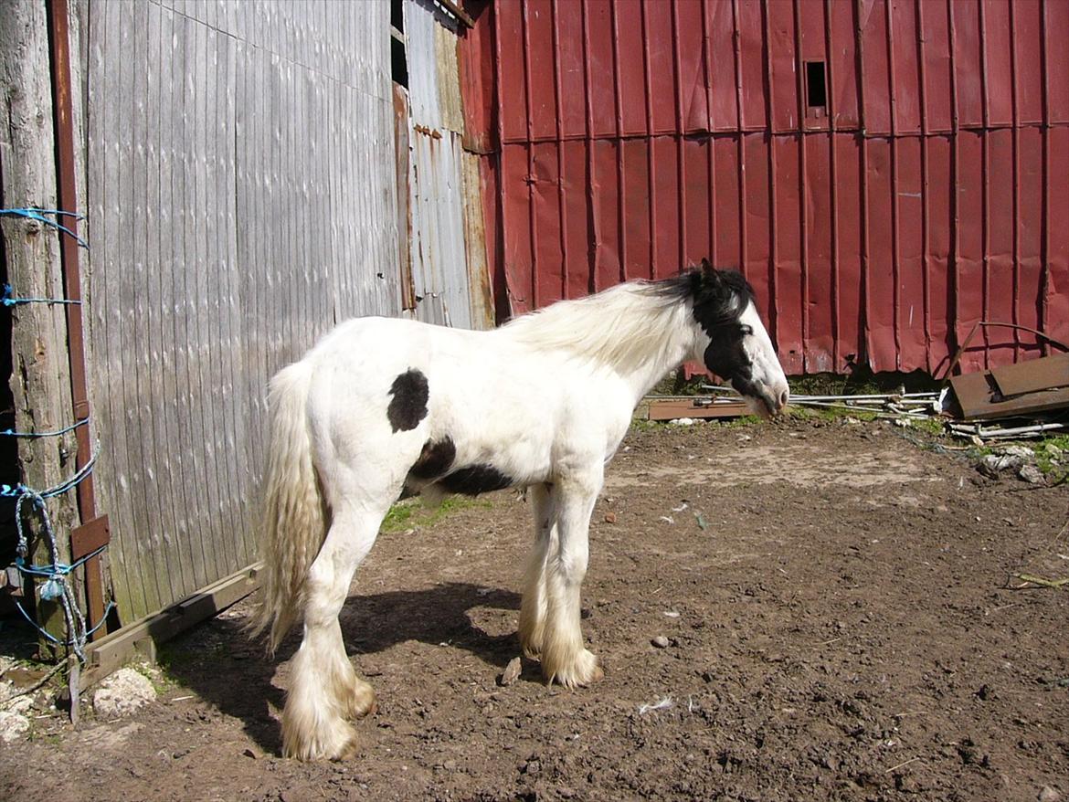 Irish Cob Poseidon R.I.P Lækre fyr! - Smuk hest, men med en masse l... og grimme bygninger. Men ting tager tid at fjerne og udebygningerne skal beklædes om. billede 3