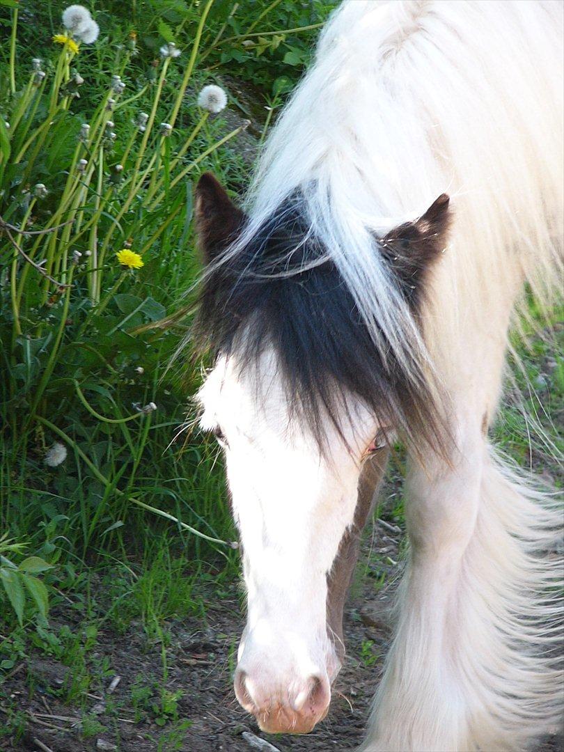 Irish Cob Poseidon R.I.P Lækre fyr! billede 2
