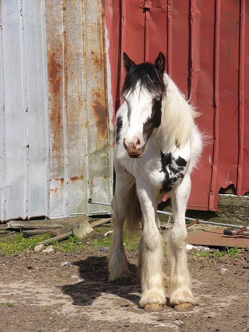 Irish Cob Poseidon R.I.P Lækre fyr! - Igen se bort fra baggrunden. Det er ved at blive ryddet op på. billede 4
