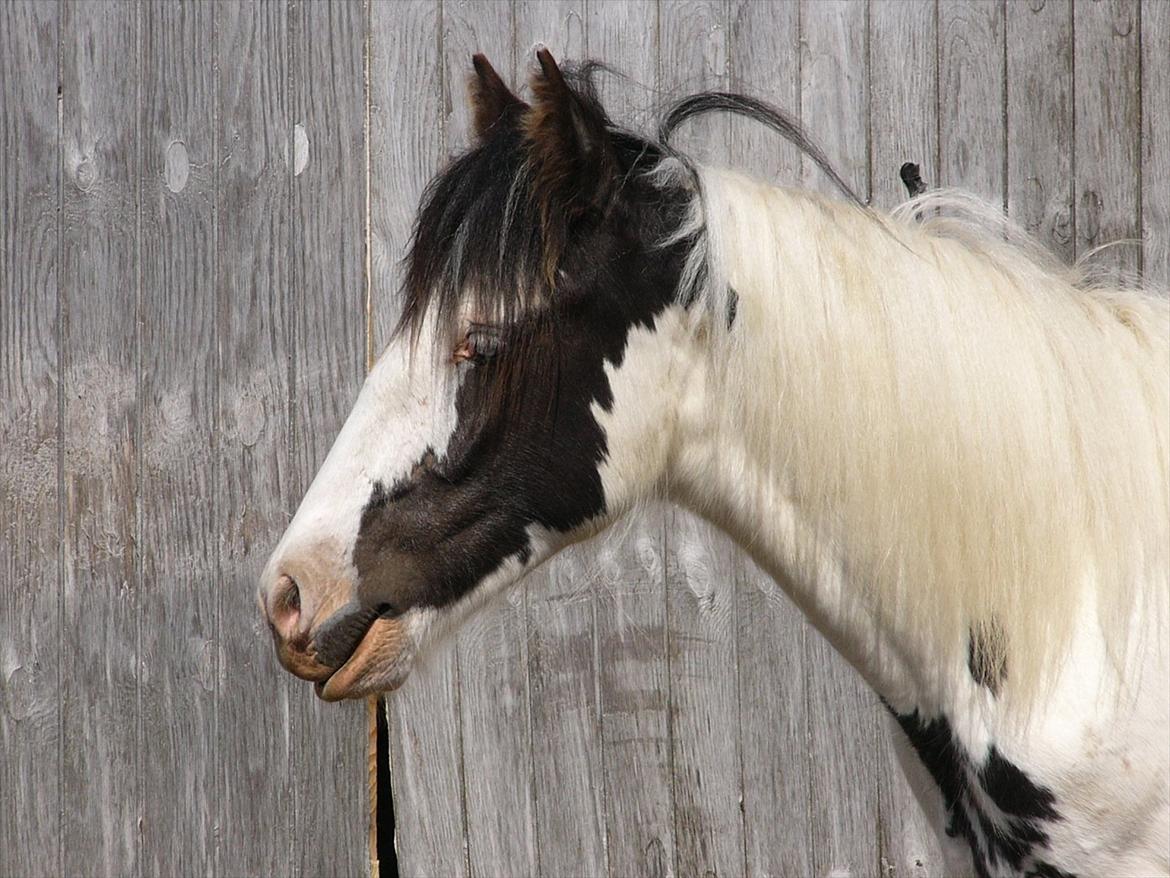 Irish Cob Poseidon R.I.P Lækre fyr! billede 5