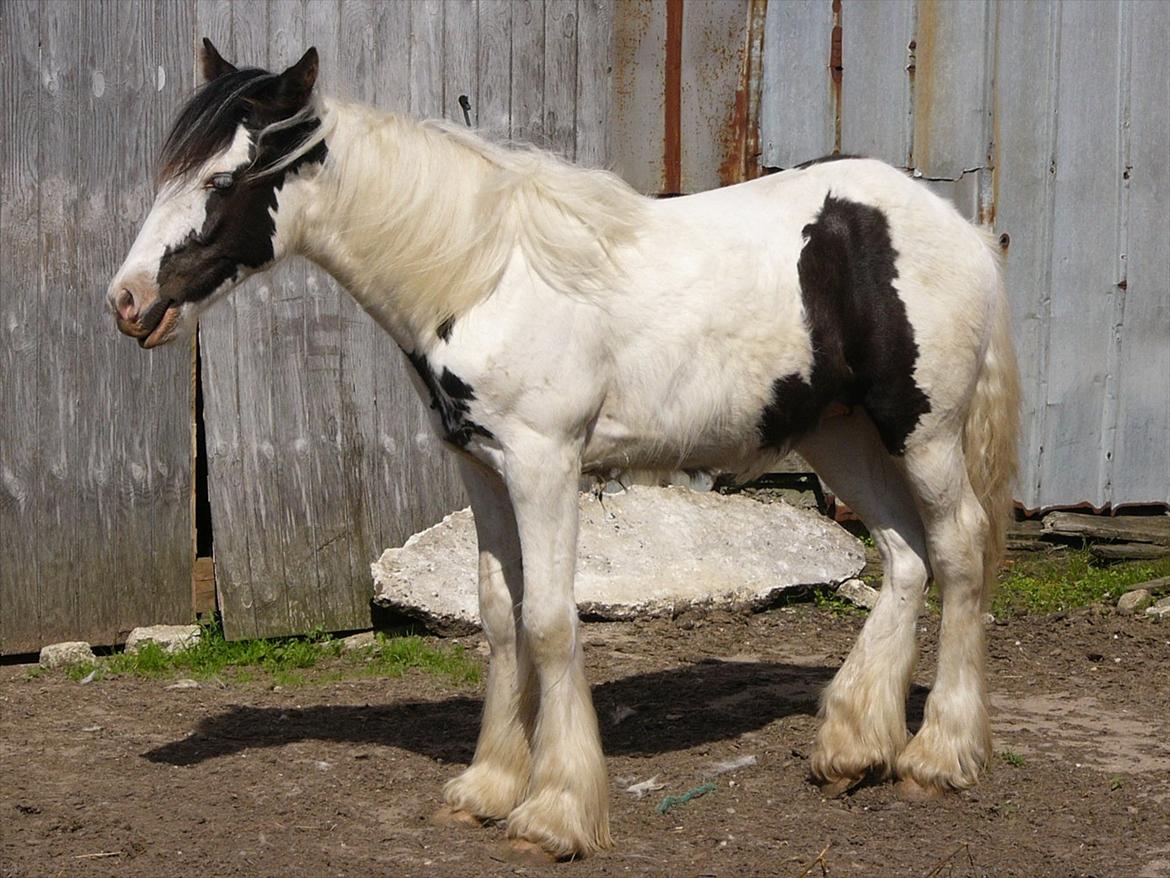 Irish Cob Poseidon R.I.P Lækre fyr! billede 6