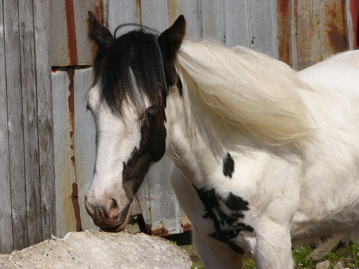 Irish Cob Poseidon R.I.P Lækre fyr! - Man må godt være "lidt" lækker!! billede 7