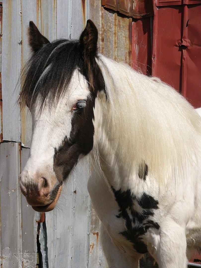 Irish Cob Poseidon R.I.P Lækre fyr! - MmmMMmmmm en dejlig dreng. billede 8
