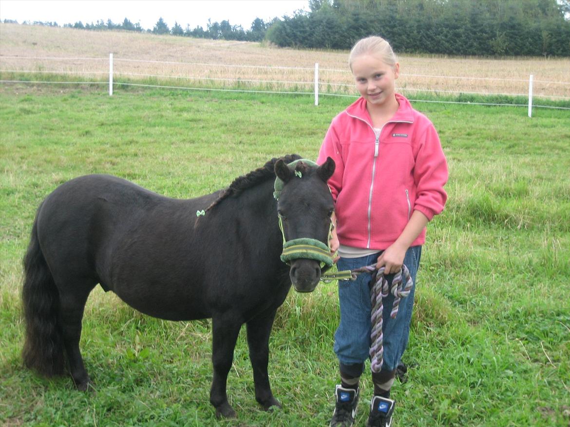 Shetlænder **Sonny** - Lækre Sonnymusen<3333
Billedet er fra sidste sommer. billede 7