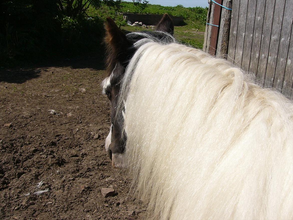 Irish Cob Poseidon R.I.P Lækre fyr! - Han har da en "lille smule" man :o) Mums billede 9