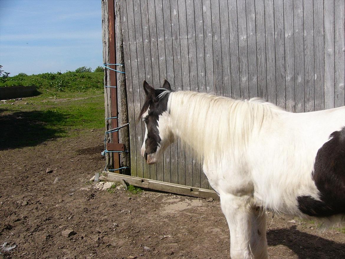 Irish Cob Poseidon R.I.P Lækre fyr! billede 10
