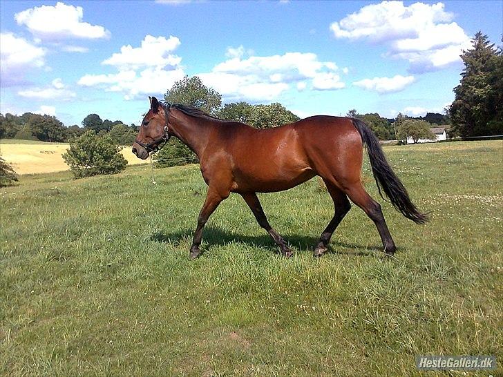 Traver Luke billede 4