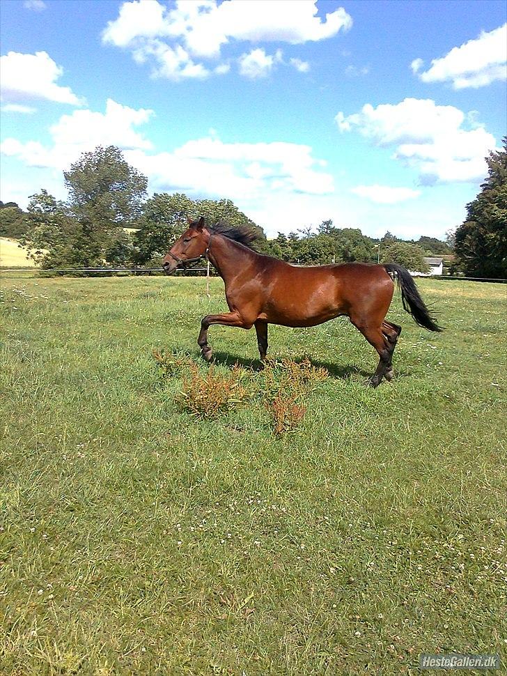 Traver Luke billede 5