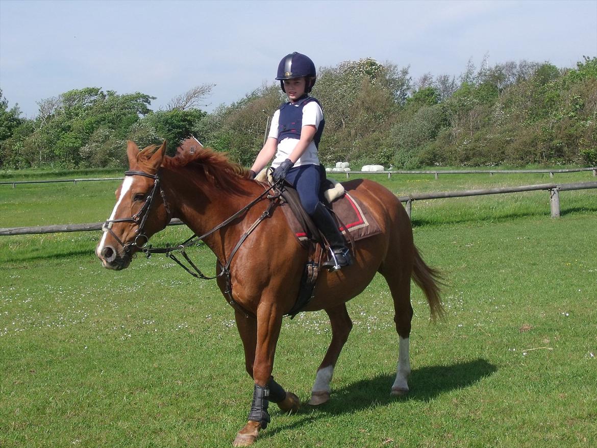 Oldenborg Bøgelys Dixi - klar til spring - 28 maj 2012:-) billede 8