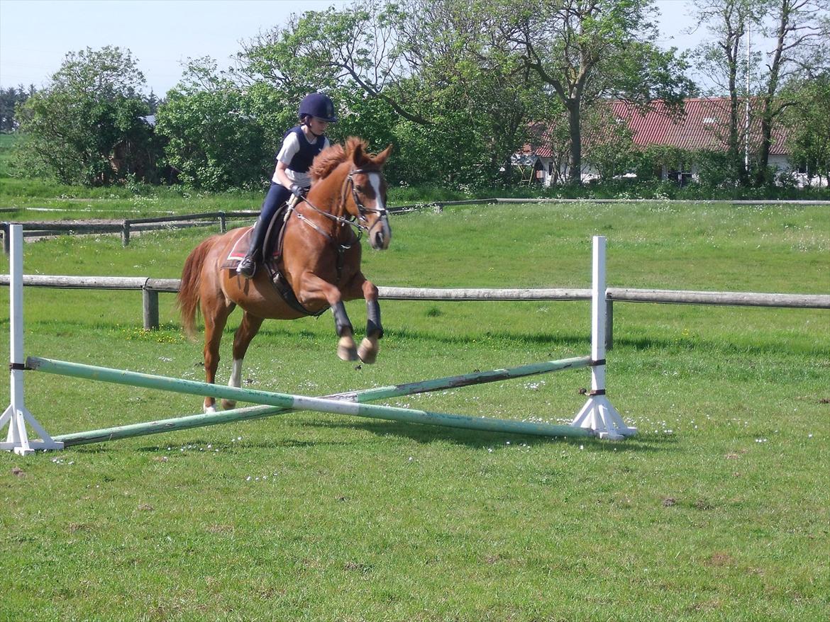 Oldenborg Bøgelys Dixi - Springning - 28 maj 2012.<3 billede 10