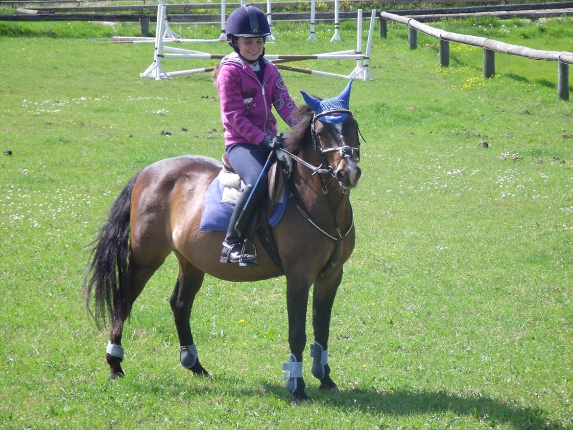 New Forest Milton - Klar til springning - 28 maj 2012. billede 3