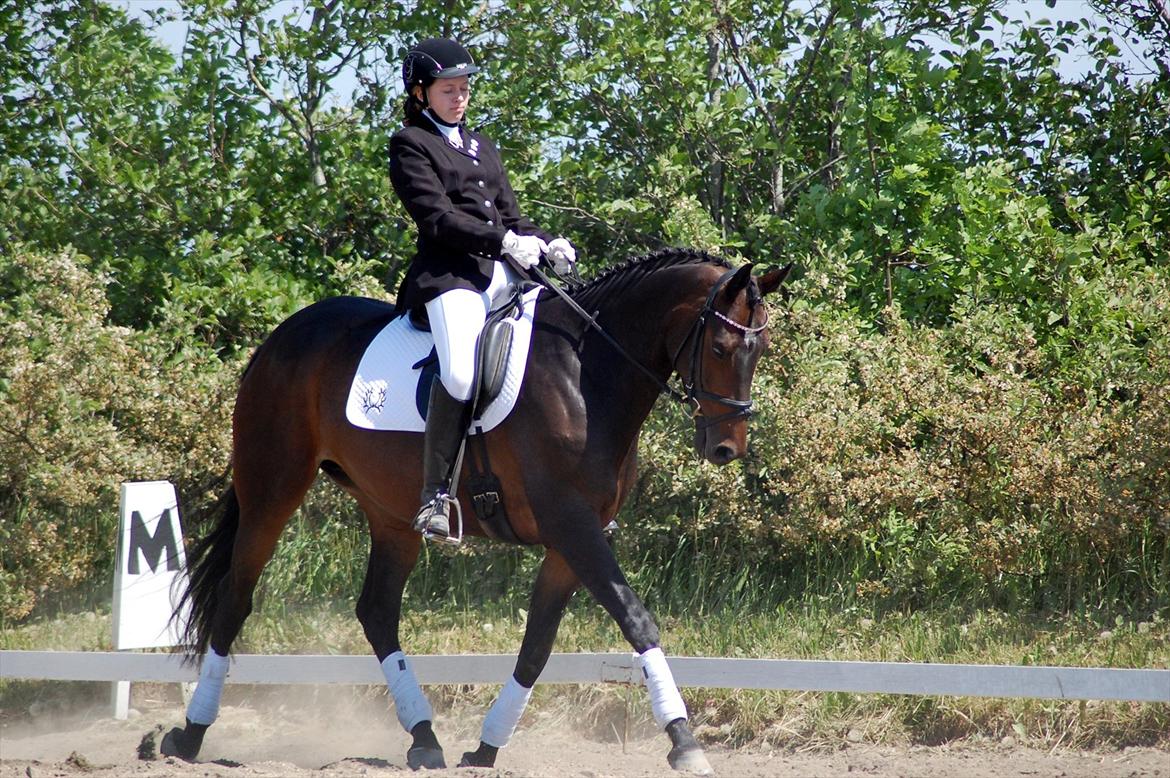 Trakehner Turned Up At Noon - (D. 28/5 12) Stævne i Thorsø.- 1. plads i alle klasserne, med over 71% :-* elsker min stjernehest<3 billede 13