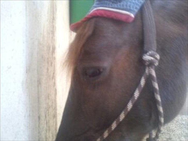 Anden særlig race Mickey fra Stald Borregaard - Mickey sidste dag vi var sammen inden han rejste ! <3 :´( billede 15