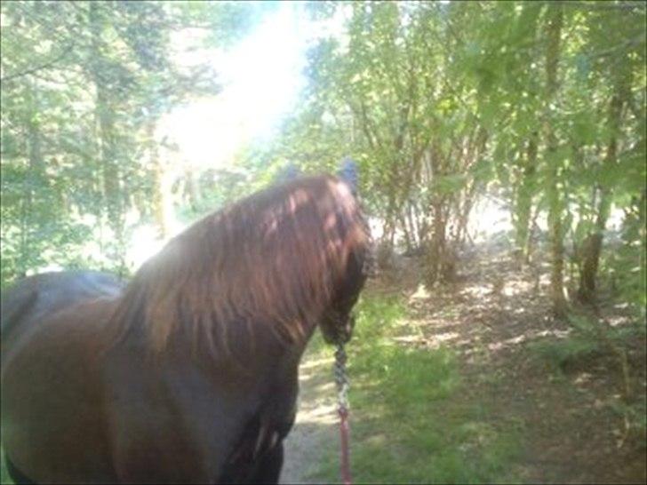 Anden særlig race Mickey fra Stald Borregaard - Ude at gå sidste dag! <3 Læs beskrivelsen!  billede 16