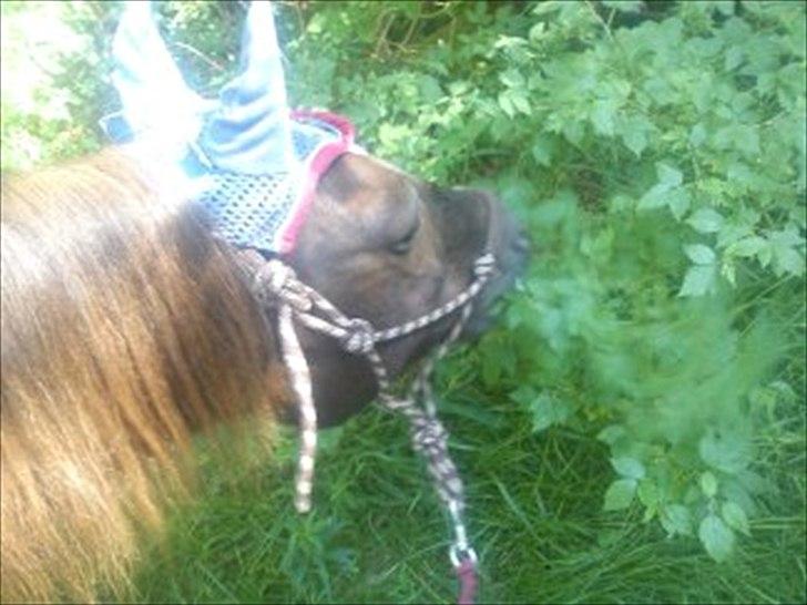 Anden særlig race Mickey fra Stald Borregaard - Vi stoppede mange gange pga græs! <3 :´) billede 17