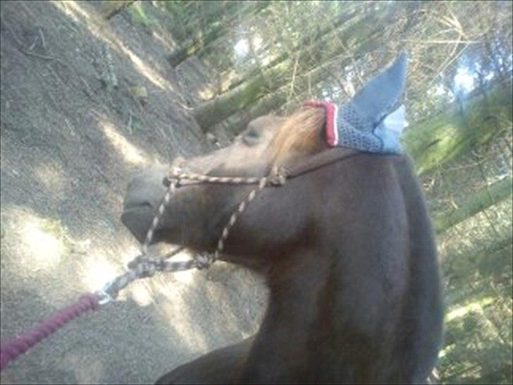 Anden særlig race Mickey fra Stald Borregaard - Fik lige et godt billede <3 :`( Sidste dagen. billede 18