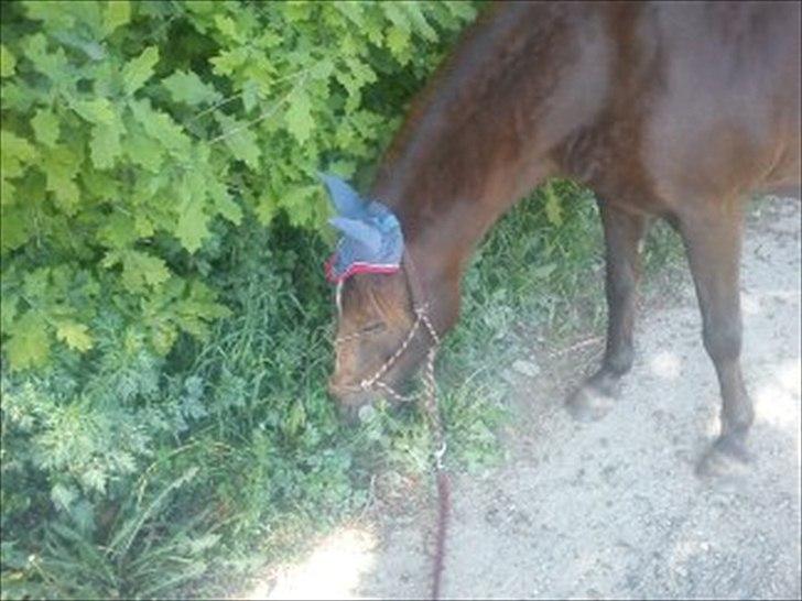 Anden særlig race Mickey fra Stald Borregaard - Sidste dagen - ude at gå = Græsse græsse. <3 :´) billede 19