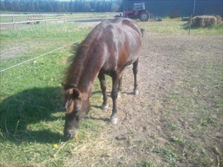 Anden særlig race Mickey fra Stald Borregaard - Virkelig Sidste Billede jeg Fik Af Dig Skatter! <3 :´´( billede 20