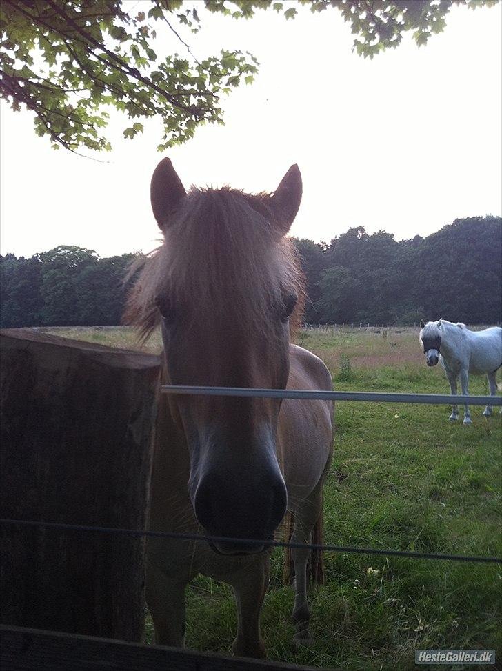Fjordhest Oscar (rideskole pony) - 11)sommerfold billede 6