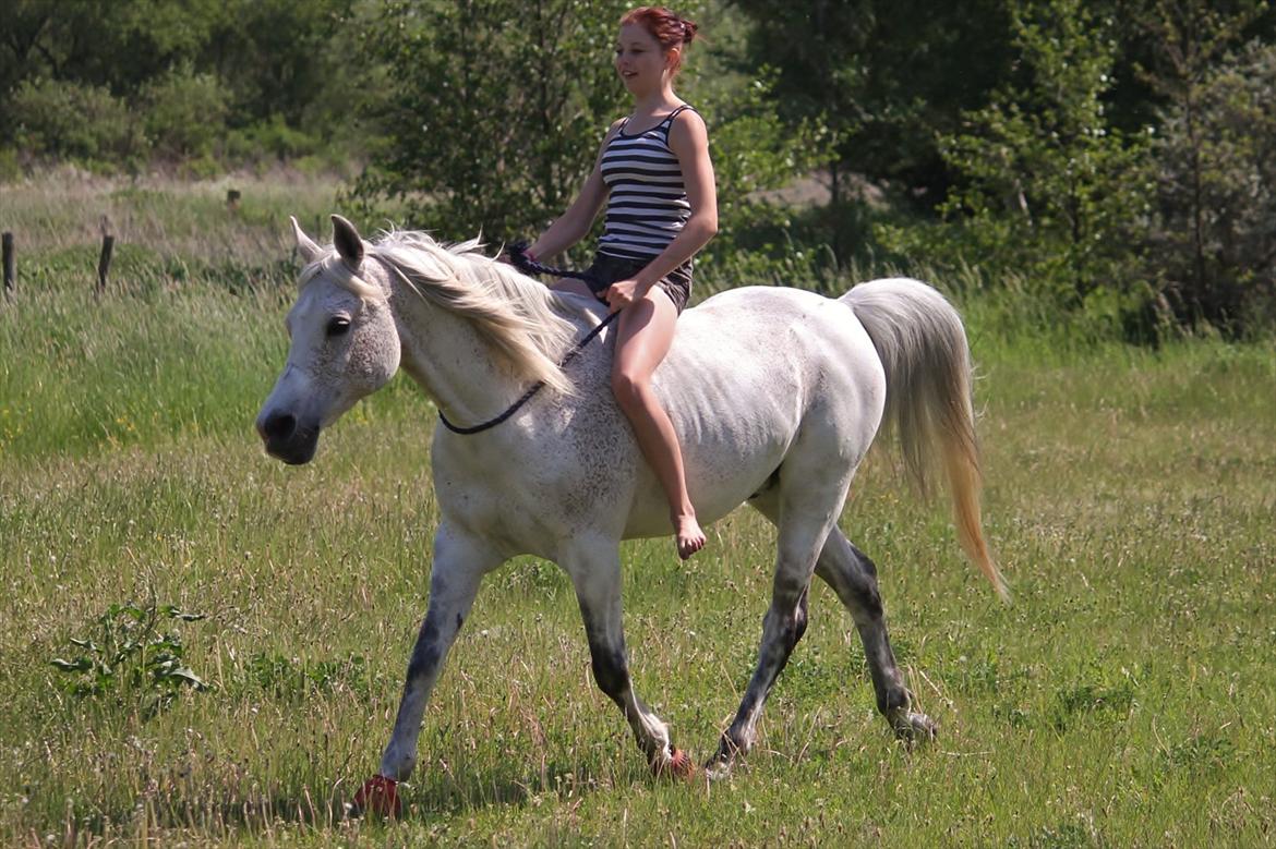 Arabisk fuldblod (OX) [ Isan ] <3 - Fotograf: Mie Busk Vedel billede 16