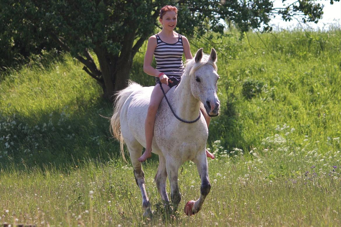 Arabisk fuldblod (OX) [ Isan ] <3 - Fotograf: Mie Busk Vedel billede 17