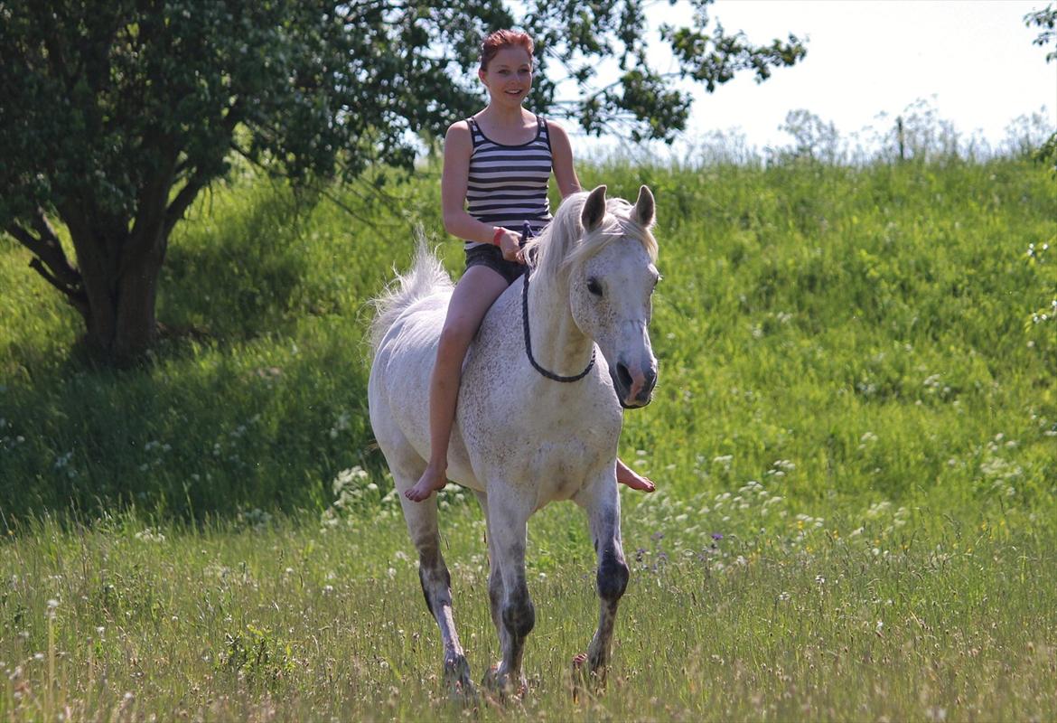 Arabisk fuldblod (OX) [ Isan ] <3 - Fotograf: Mie Busk Vedel billede 4